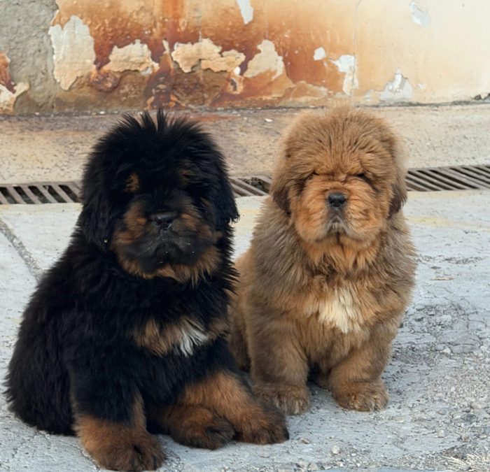 040c4522-cd2b-4963-929a-f128aee82462