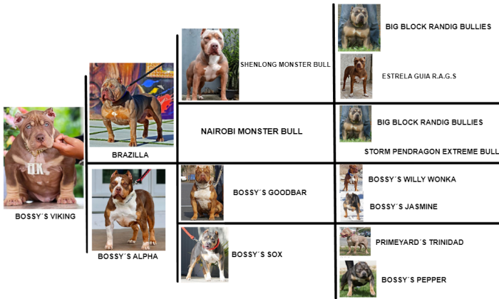 vikingpedigree
